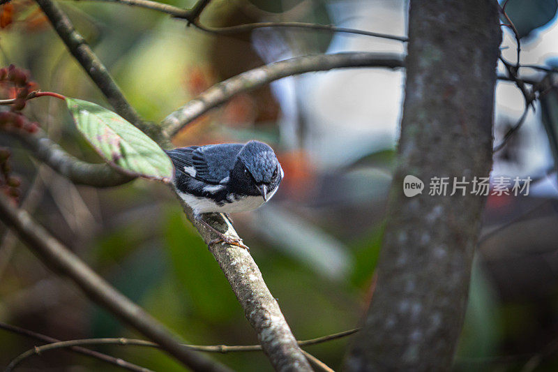 雄性黑喉蓝莺，(Setophaga caerulrscens)， Bijairita azul de garganta negra, Paruline blue m<e:1>。